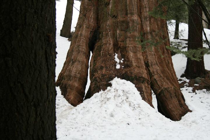 20-Sequoia 0019.JPG